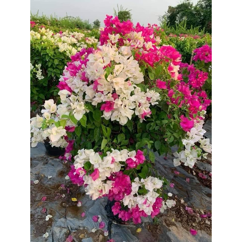 Cây giống hoa giấy 2 màu trắng hồng (cây giống loại to)