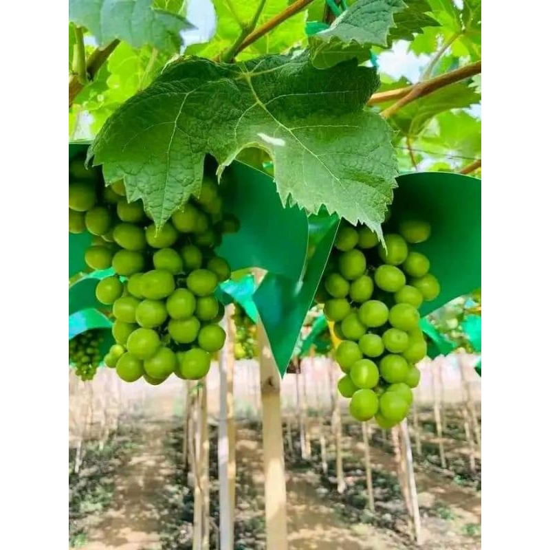 Cây giống nho mẫu đơn ( nho sữa)