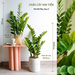 Cây giả, Cây Kim Tiền giả cao cấp trang trí nhà cửa