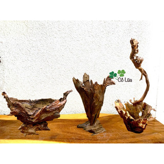 CHẬU GHÉP LAN - BÌNH CẮM HOA - CHẬU THUYỀN GHÉP LAN - CHẬU GỖ LŨA
