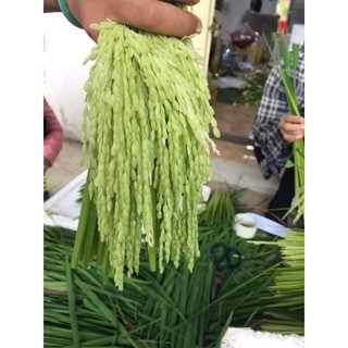 Đòng Đòng Nếp Tây Bắc 1kg thơm ngon