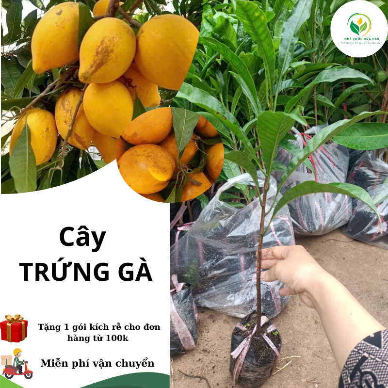 cây giống TRỨNG GÀ THÁI ( lekima thái) trái to dài