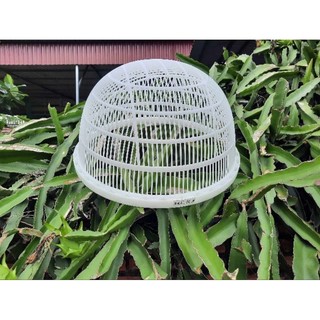 RỔ LỌC CÁ GIỐNG