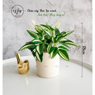 Cây giả, chậu cây Thài Lài Xanh kèm chậu đất trụ 8 cao 18cm