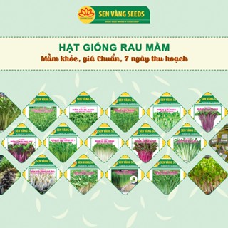 Hạt Giống Rau Mầm Các Loại - Nảy mầm >95%, không hư hỏng, 7 ngày thu hoạch - HẠT GIỐNG SEN VÀNG