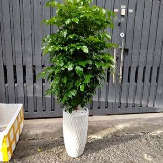 Chậu Cây Hạnh Phúc ( hàng đẹp 1.4m)