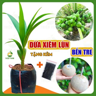  Cây Dừa Xiêm Xanh Lùn Bến Tre siêu trái của THIỆN FARM vị ngọt thanh mát mau cho trái cây cao khỏe 
