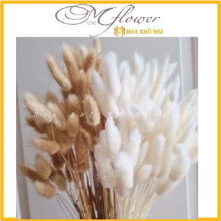 Bông cỏ đuôi thỏ, cỏ lau Mỹ, Hoa khô decor chụp ảnh, trang trí bình gốm sứ, lọ thủy tinh