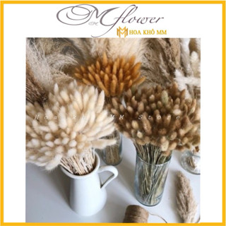 1 bó 60 bông cỏ đuôi thỏ, cỏ lau Mỹ, Hoa khô decor chụp ảnh, trang trí bình gốm sứ, lọ thủy tinh