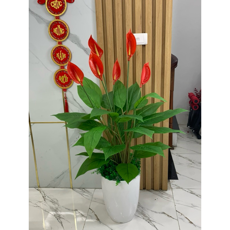 cây lan ý giả