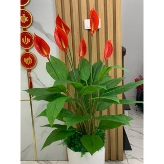 cây lan ý giả