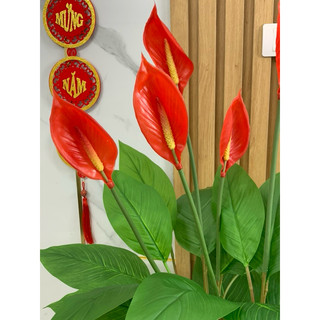 cây lan ý giả