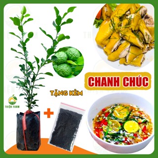 Cây Chanh Chúc THIỆN FARM 40cm dùng hấp gà, làm nước chấm, gia vị nấu ăn thơm ngon, trồng chậu