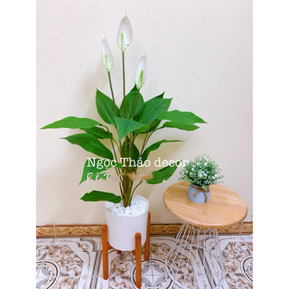 cây lan ý giả