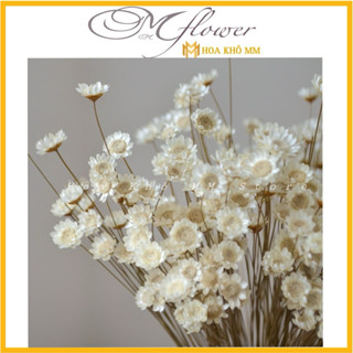 Hoa khô Glixia  ,bó 💯 cành Cúc bất tử TUYẾT NHIỆT ĐỚI MINI,deco siêu đẹp