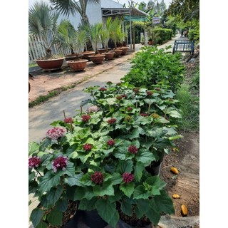 Cây 🌲 Hoả Châu... siêu hoa... đang hoa