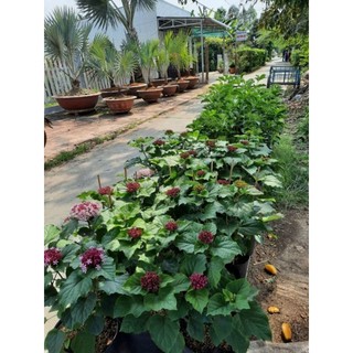 Cây 🌲 Hoả Châu... siêu hoa... đang hoa