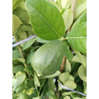 Cây 🌲 🍋 Chanh Mỹ.... vàng