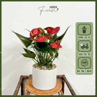 Cây Hồng Môn Đỏ (Sẵn Hoa) Trang Trí Nhà Cửa, Làm Quà Tặng