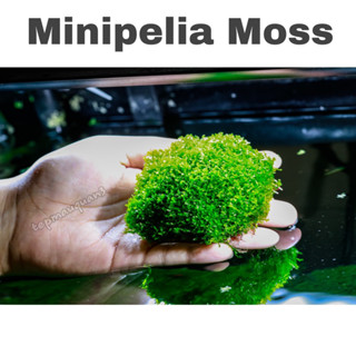 Cầu Rêu Minipelia Trang Trí Hồ Tép Cảnh - Tép Màu Quận 3