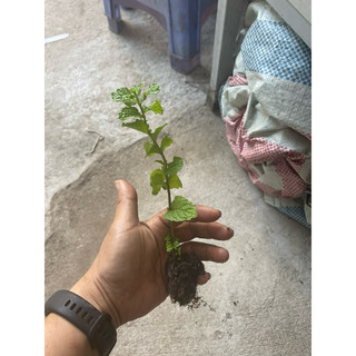 Hạt giống húng lủi (bạc hà ta) - Cây giống húng lủi