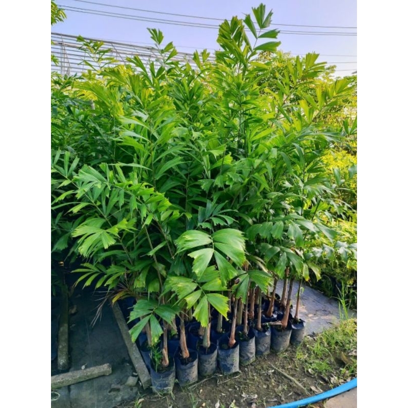 Cây 🌲 Cau đuôi chồn...1m4