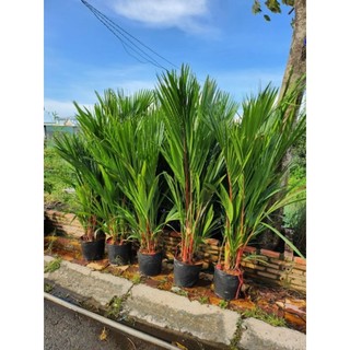 Cây 🌲 Cau đỏ 1m8... bụi to... nhiều cây thân đỏ