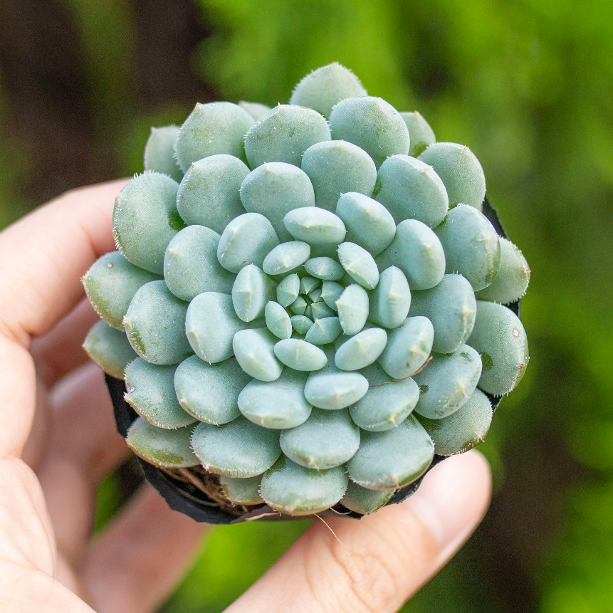 Sen đá xanh lam 5-7cm - Vuờn sen đá