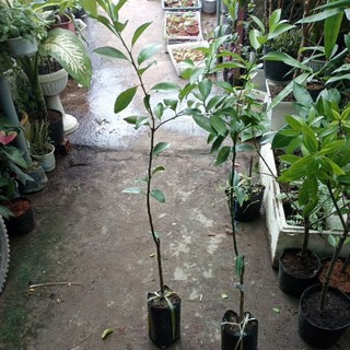 cây quýt đường