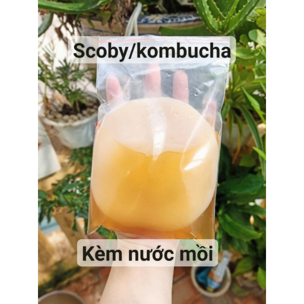 Nấm Kombucha/scoby kèm nước mồi