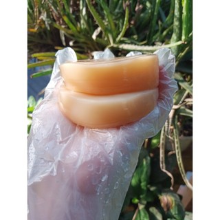 Nấm Kombucha/scoby kèm nước mồi