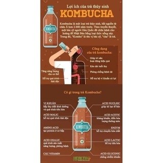 Nấm Kombucha/scoby kèm nước mồi