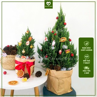 Cây Sơn Tùng Noel trang trí giáng sinh + TẶNG kèm giấy Kraft khổ lớn và bông tuyết
