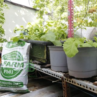 Phân Trùn Quế Nguyên Chất Dạng Bột Sfarm, Phân Hữu Cơ Vuonbabylon cung cấp dinh dưỡng, Cho Mọi Loại Cây trồng - Túi 5kg