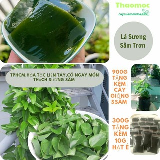 Lá Sương Sâm Trơn Tươi Sạch '300gram.Cây Sương Sâm.