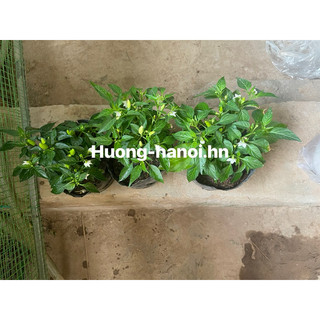 Ớt cay có hoa và quả