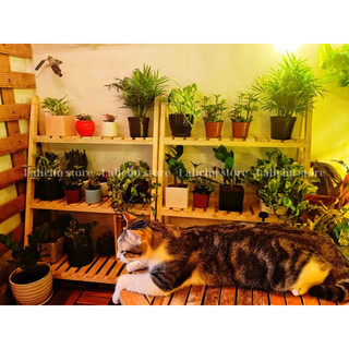 Kệ Để Cây 3 Tầng Bằng Gỗ Kèm Thanh Treo Kệ Decor Ban Công Phòng Khách