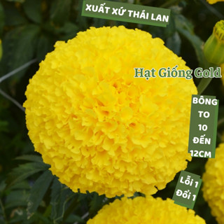  Hạt giống hoa vạn thọ Thái Lan bông vàng to 10 đến 12cm giống cúc vạn thọ chuẩn F1 trồng tết nảy mầm cao Hạt giống Gold 