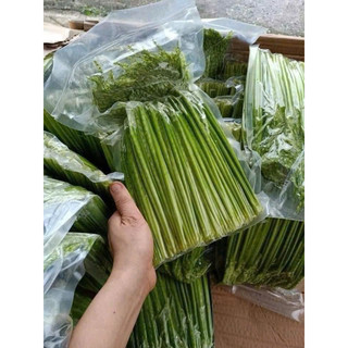 Đòng đòng ngâm rượu ( chỉ giao nội thành phố Vinh- nghệ An)