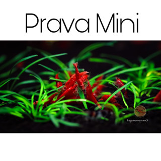 Tiêu Thảo Prava Mini Trải Nền - 10 Ngọn - Tép Màu Quận 3