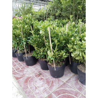 Cây 🌲 Tắc chua đang trái...