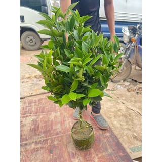 [khỏe_đẹp]---GIỐNG CÂY TRÀ TỨ QUÝ hoa đỏ đang nụ hoa