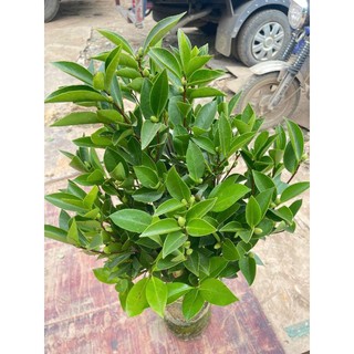 [khỏe_đẹp]---GIỐNG CÂY TRÀ TỨ QUÝ hoa đỏ đang nụ hoa