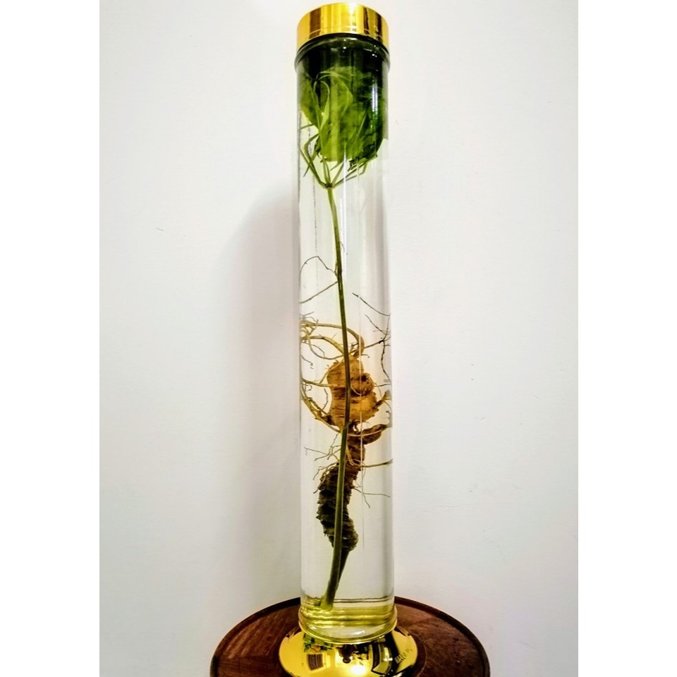 [ CHÍNH HÃNG ] Bình Ngâm Rượu Hàn Quốc 4.5 Lít Trụ, Bình Thuỷ Tinh Yongcheon, BHQ-71