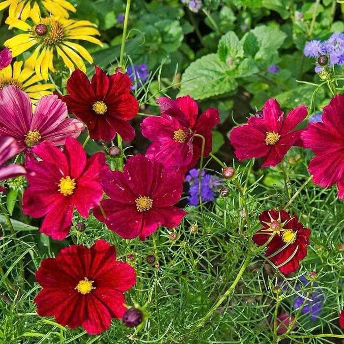 1 Lạng - 8 nghìn Hạt giống hoa sao nhái màu đỏ / Hoa cánh bướm đỏ, hoa đẹp dễ trồng không cần chăm s