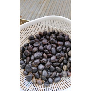 combo 10 hạt đậu lào hút nọc độc