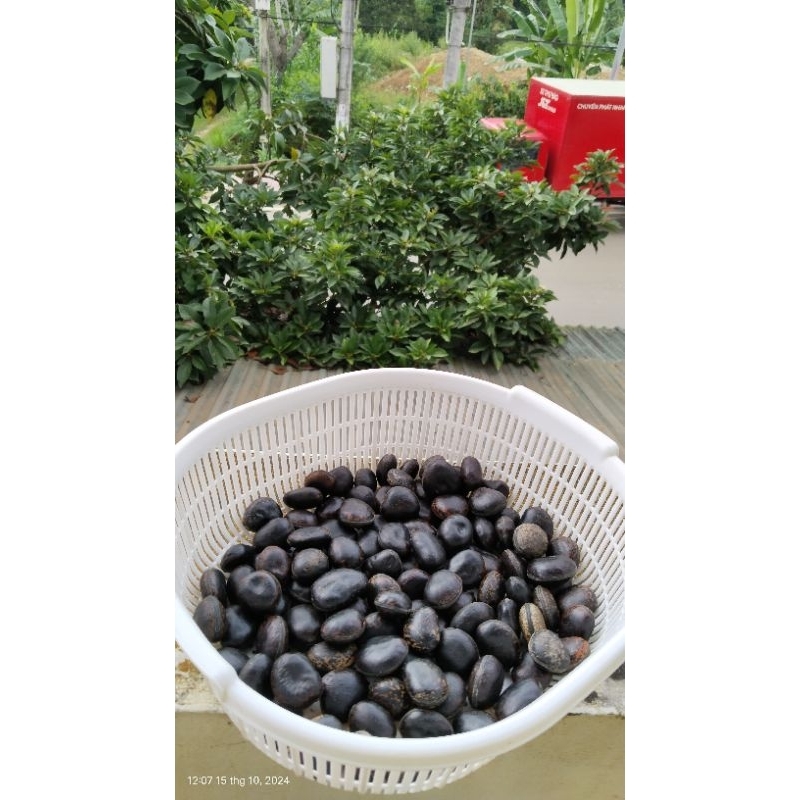 combo 10 hạt đậu lào hút nọc độc