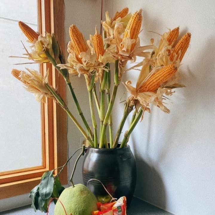 Bắp ngô nương phơi khô trang trí decor