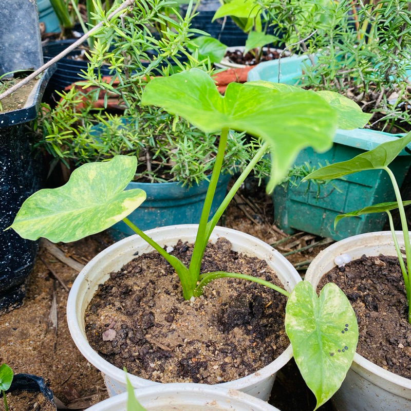 Ráy var vàng 𝗔𝗹𝗼𝗰𝗮𝘀𝗶𝗮 𝗚𝗮𝗴𝗲𝗮𝗻𝗮 𝗔𝘂𝗿𝗲𝗮 💥