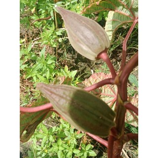 [Bù hàng 1k] Hạt giống bù hàng_ Chỉ 1k